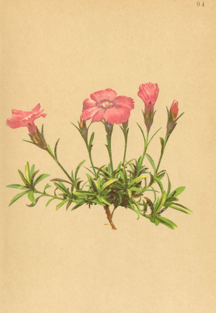 ALPENFLORA ALPINE FLOWERS. Dianthus alpinus L-Alpennelke 1897 old print